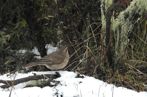 Patagonian Forest Earthcreeper (Upucerthia saturatior), photo 10