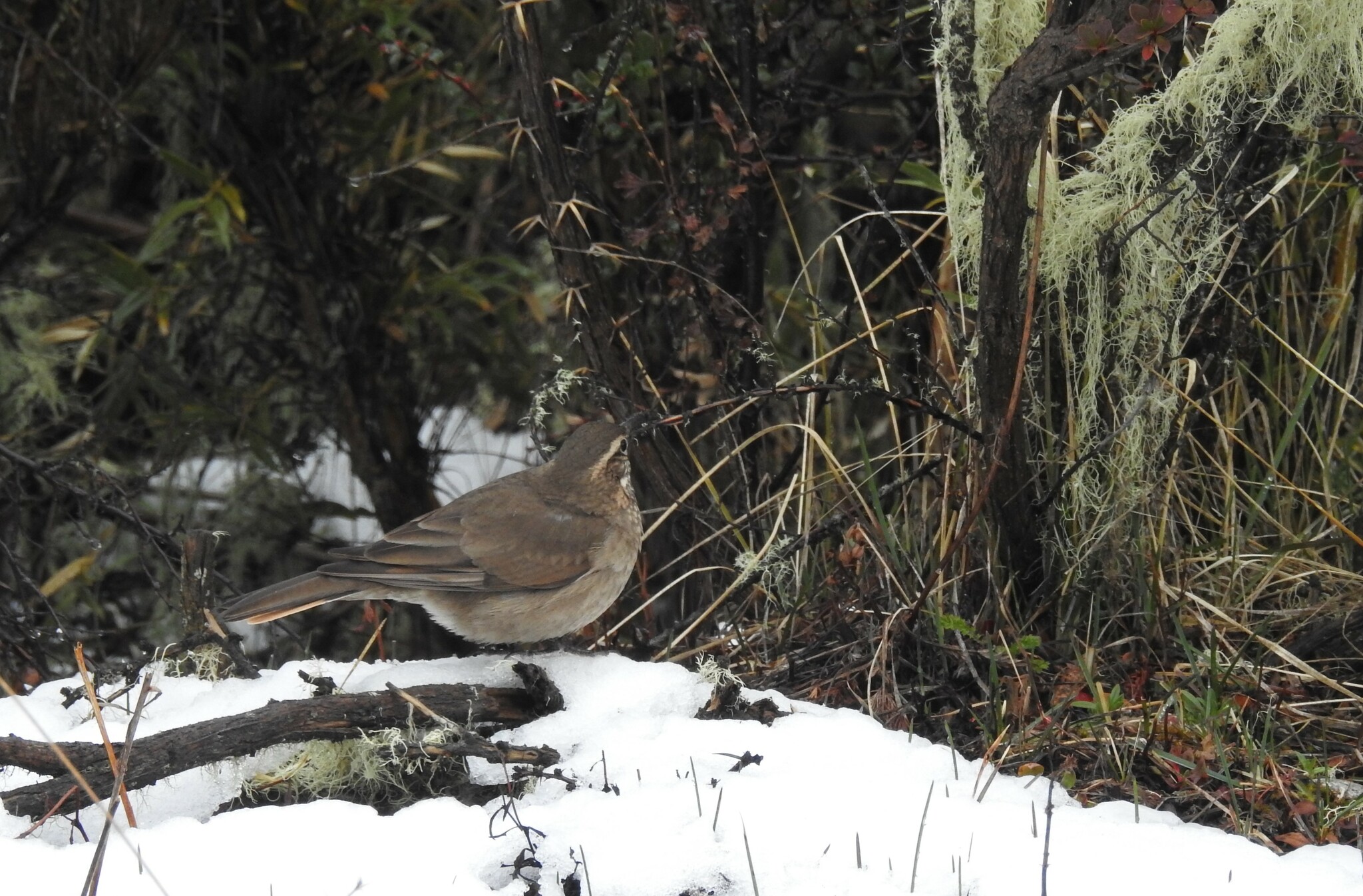 Patagonian Forest Earthcreeper (Upucerthia saturatior), photo 7