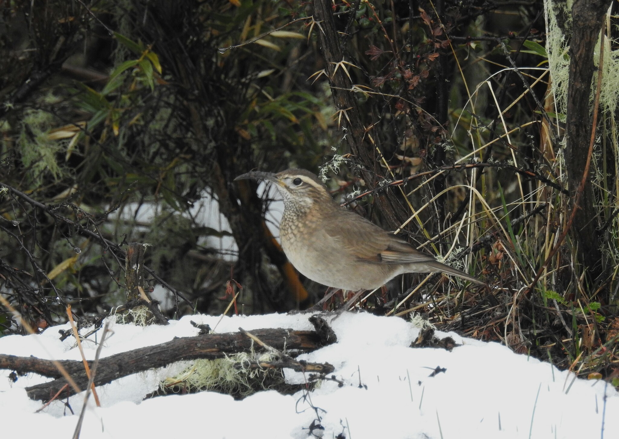 Patagonian Forest Earthcreeper (Upucerthia saturatior), photo 5