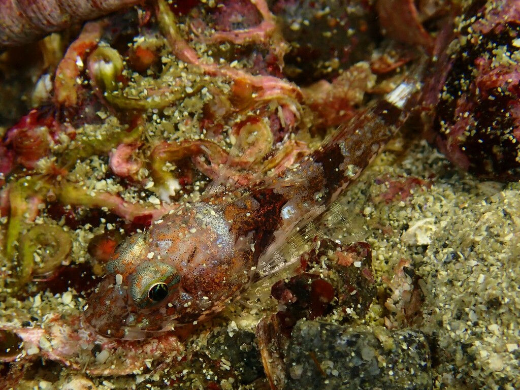 Comb sculpin (Icelinus borealis) — Cottidae