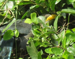 Ceuthmochares australis