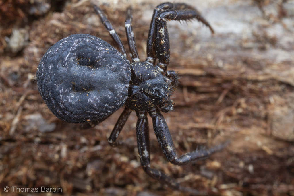 Brown-legged Crab Spider