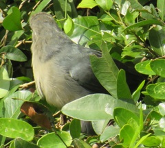 Ceuthmochares australis
