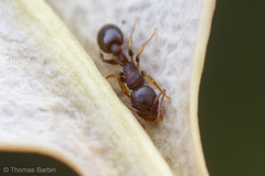 Leptothorax