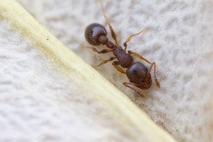 Leptothorax