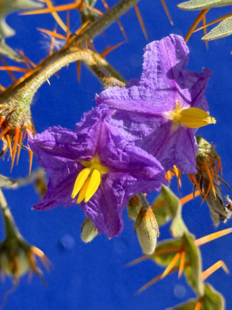 Solanum pyracanthos; photograph harrii, CC BY, iNaturalist via GBIF