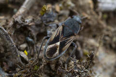 Malezonotus