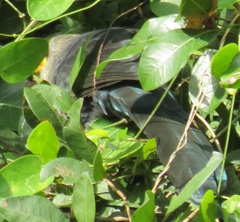 Ceuthmochares australis
