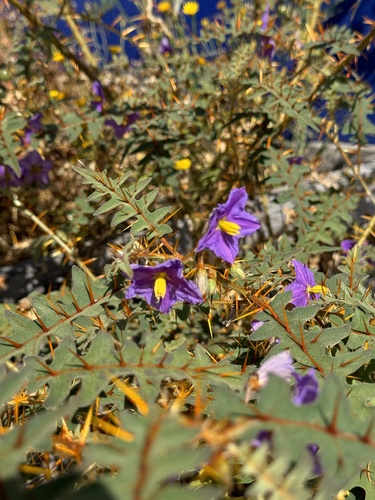 Solanum pyracanthos, photograph 1