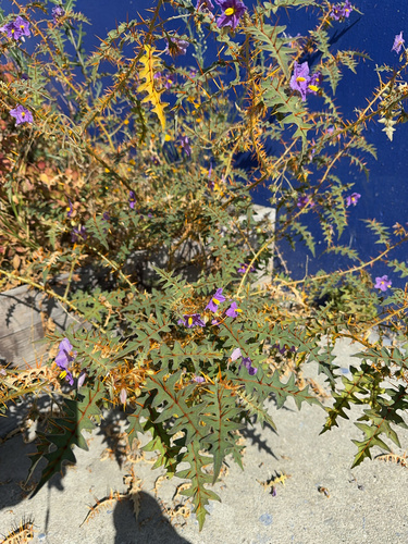 Solanum pyracanthos, photograph 2