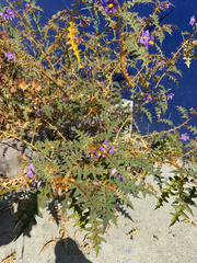 harrii, CC BY, iNaturalist via GBIF Solanum pyracanthos, photograph harrii, CC BY, iNaturalist via GBIF