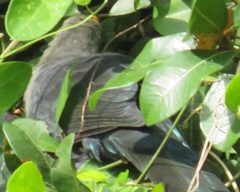 Ceuthmochares australis