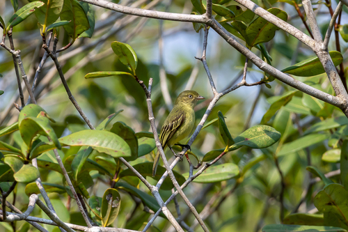 Chico's Tyrannulet