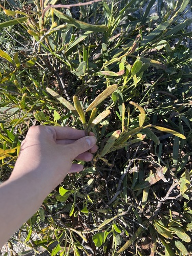 Acacia rostellifera, photograph 1