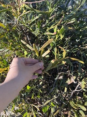 Acacia rostellifera, photograph Toby Jin, CC BY, iNaturalist via GBIF