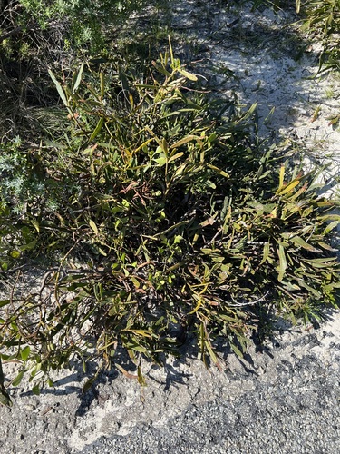 Acacia rostellifera