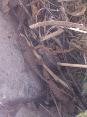 Sceloporus occidentalis