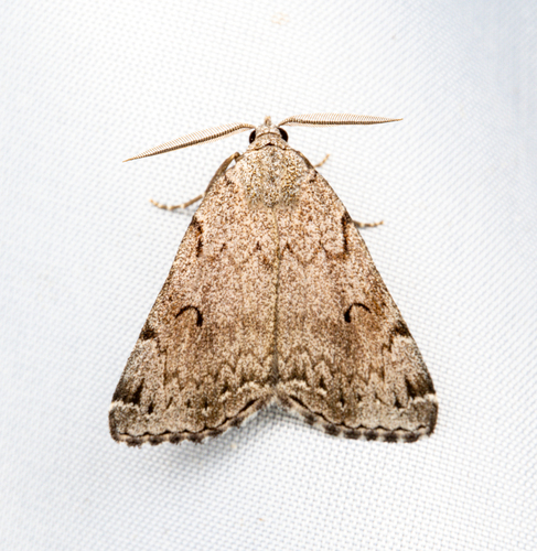 Goniophila hampsoni