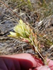 Castilleja affinis neglecta