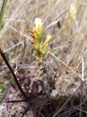 Castilleja affinis neglecta
