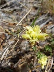 Castilleja affinis neglecta