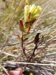 Castilleja affinis neglecta