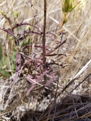 Castilleja affinis neglecta