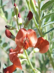 Sphaerophysa salsula