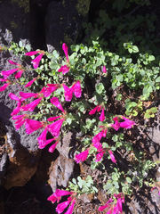 Penstemon rupicola