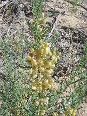 Sphaerophysa salsula