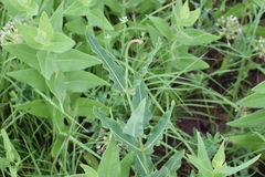 Asclepias meadii