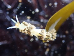 Diaphoreolis flavovulta