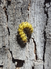 Hemileuca nevadensis