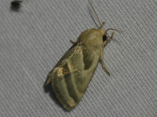 Three-lined Flower Moth photo 4