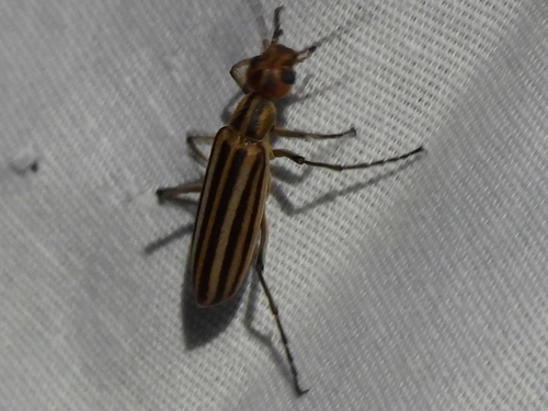 Old-fashioned potato beetle photo 4