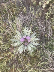 Cirsium scariosum