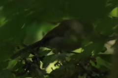Thryomanes bewickii