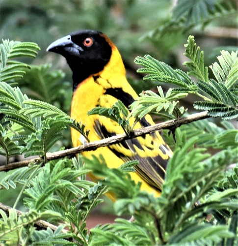 Village Weaver
