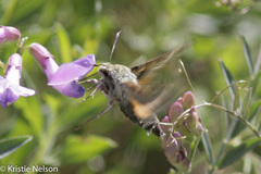 Proserpinus clarkiae