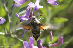 Proserpinus clarkiae