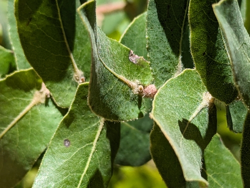Image of Arctostaphylos andersonii by (c) Alexander Wentworth, some rights reserved (CC BY)