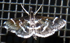 Diasemiodes janassialis