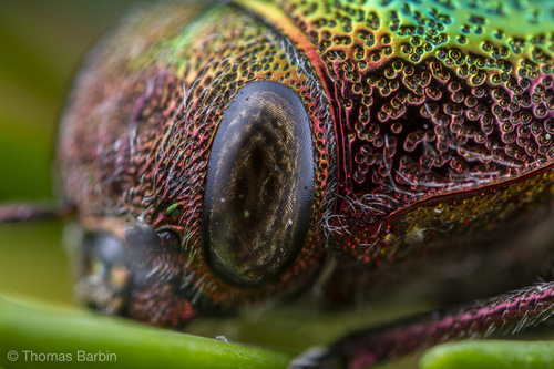 Representative image of Buprestis