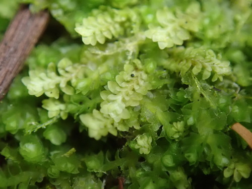 Image of Diplophyllum taxifolium by no rights reserved
