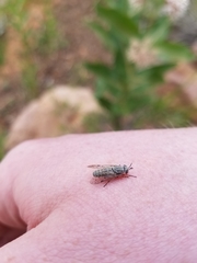 Silvius quadrivittatus