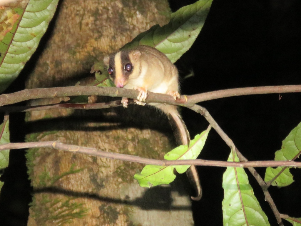 Feather-Tailed Possum