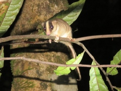 Feather-Tailed Possum photo 1