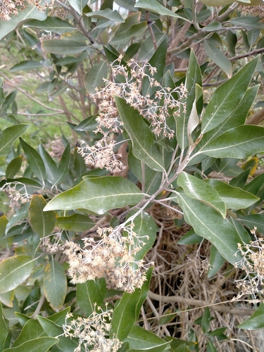 Olearia avicenniifolia observed 2024-09-09