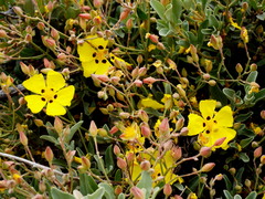 Cistus halimifolius