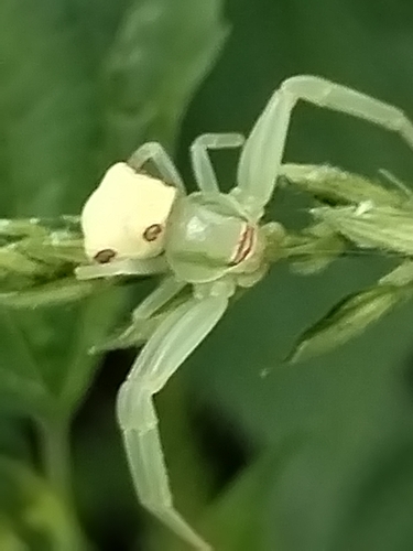 Misumenoides quetzaltocatl